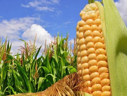 玉米收储改革把农民推向市。裁从衩准鄹窕嵴？ 