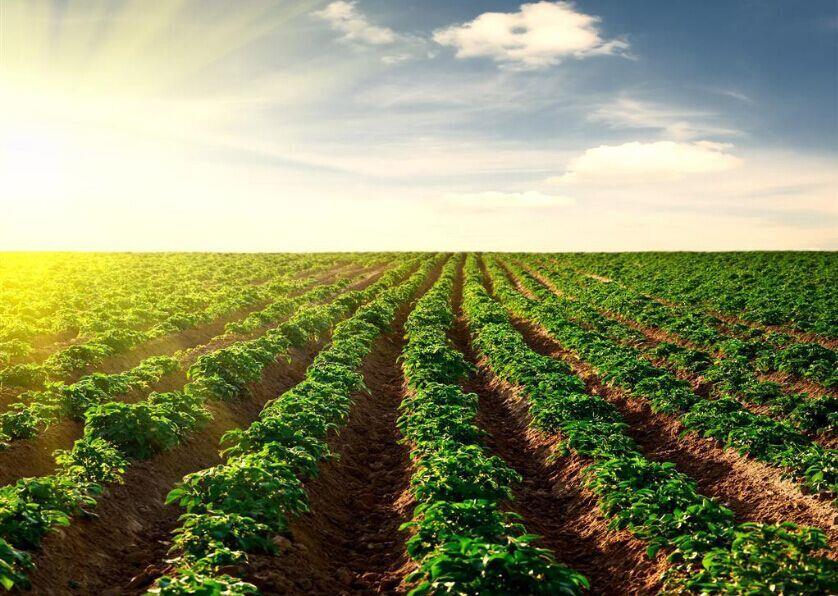 种业顶风前行，必须看清十大形势！