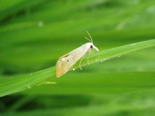 抗药性问题日益突出，打造“抗药性”农药产品商业回报高