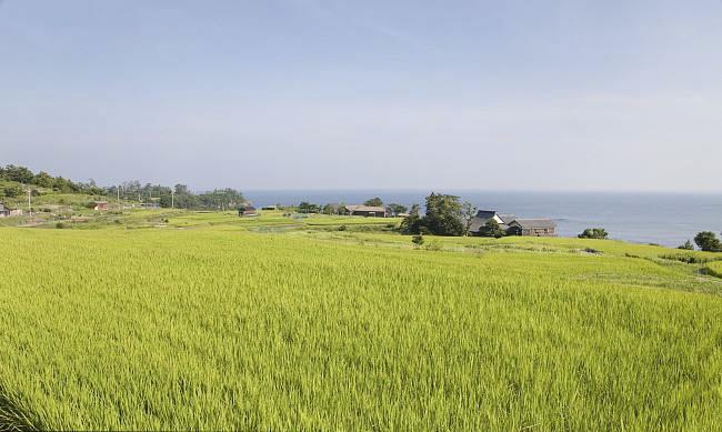 全国农业技术推广服务中心发布水稻病虫情报，预计水稻纹枯病发生偏重