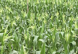 玉米叶片卷曲怎么回事？专家给出答案
