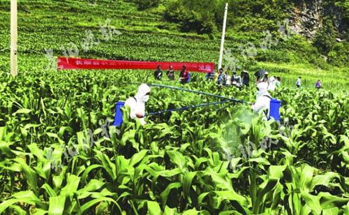 发生提前，5种药剂退出国家推荐名单，今年草地贪夜蛾防控形势依然严峻！