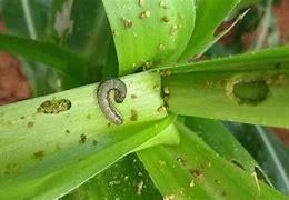 农业农村部：7月中下旬是草地贪夜蛾监测防控的关键时期